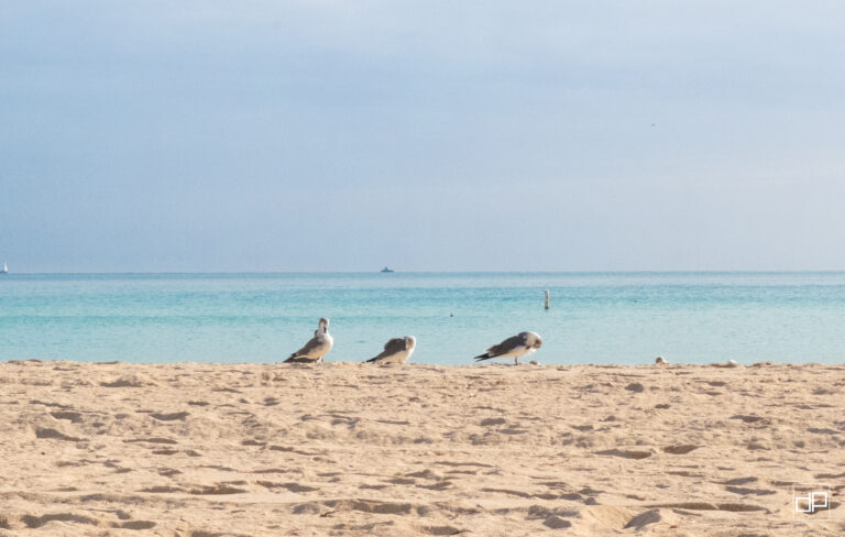 Seagulls stand on a sandy beach as turquoise water and a pale blue sky stretch to the horizon, a distant boat visible far out.