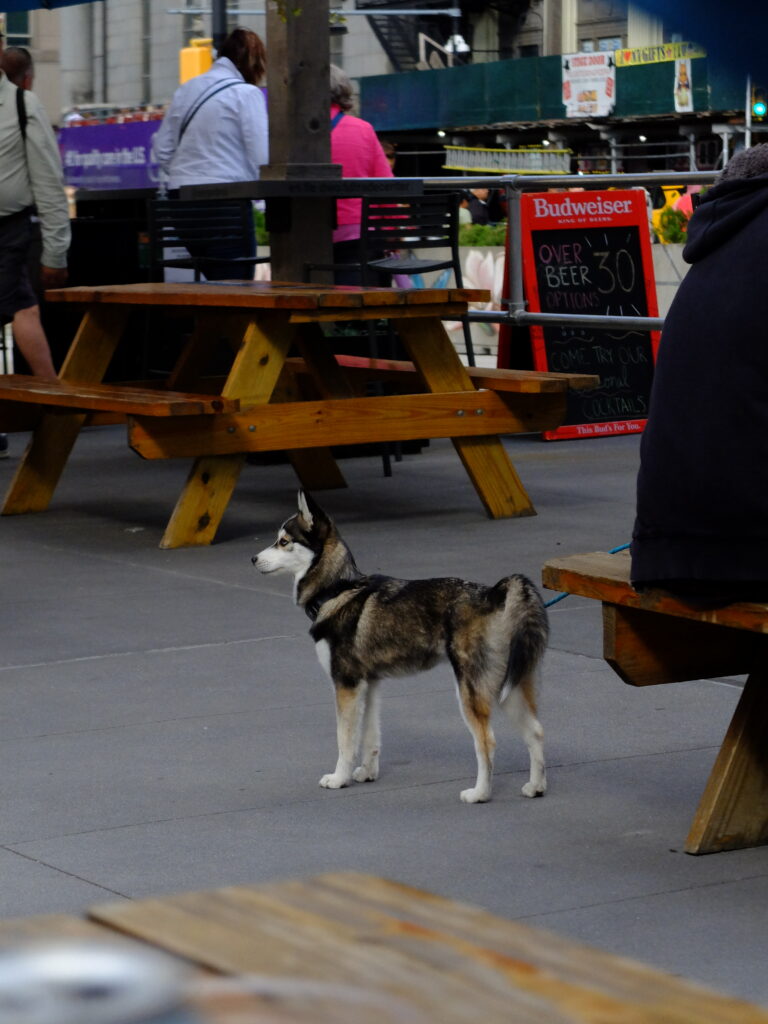 Dog (husky mix) on a leash standing on a paved area near wooden picnic tables in an outdoor café setting, with people in the background