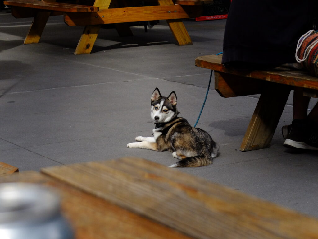 Small husky lying on a concrete floor under a wooden picnic table with leash nearby.