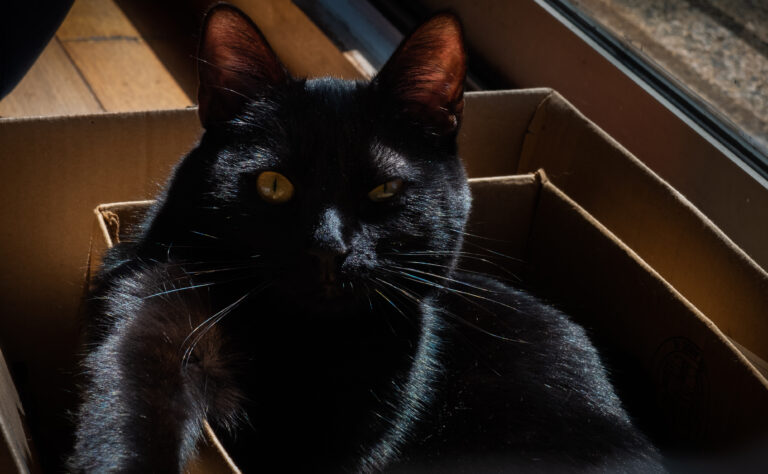 Close-up of a black cat with amber eyes peeking over the edge of a cardboard box.