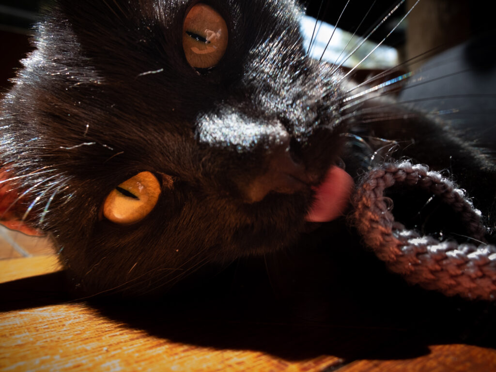 Close-up of a black cat's face with an amber eye, whiskers, and soft lighting highlighting fur texture.