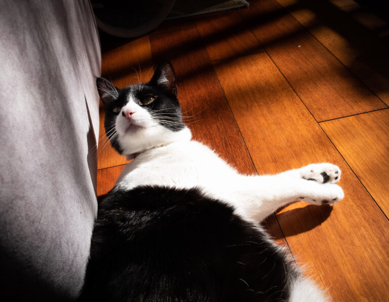 Black and white cat lounging on a warm wooden floor next to a gray fabric edge.