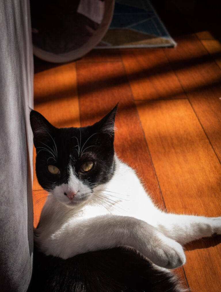 Black and white cat lounging on a warm wooden floor near a gray curtain, looking up toward the camera.