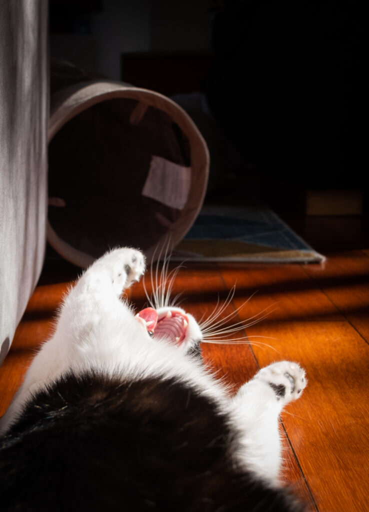 White and black cat lying on a wooden floor, mouth open in a yawn near a cardboard cat tunnel.