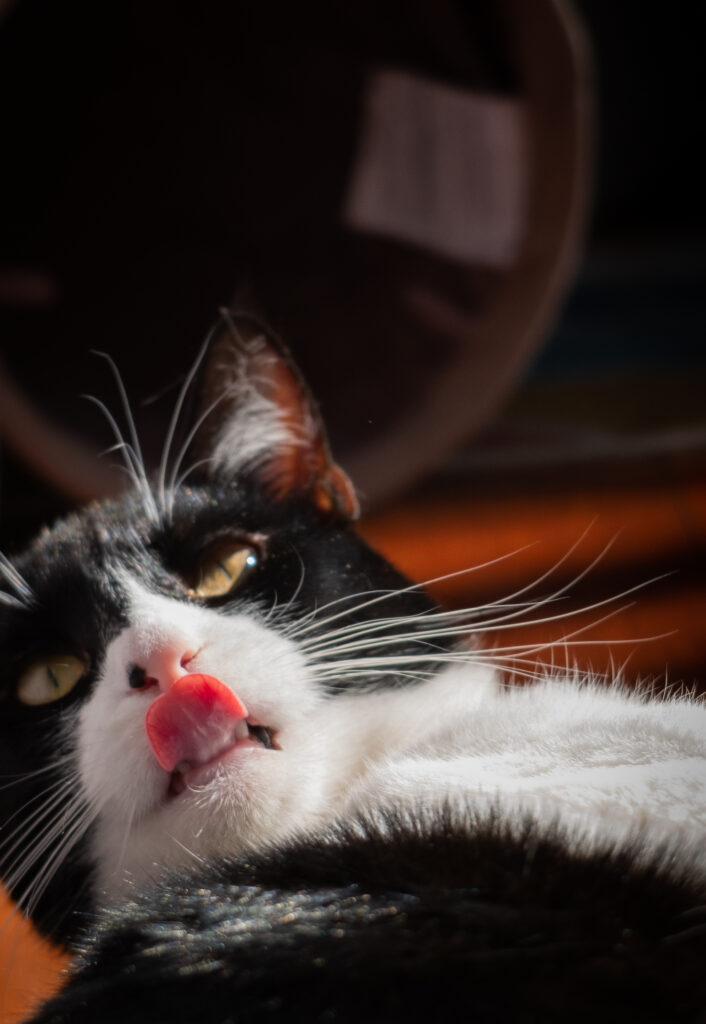 Close-up of a black-and-white cat with a pink nose and tongue sticking out in warm sunlight.