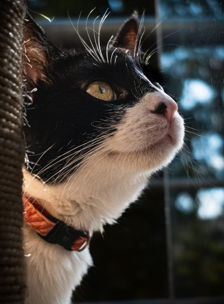 Close-up of a black-and-white cat gazing upward, showing a yellow eye, whiskers, pink nose, and an orange patterned collar beside a rope post.