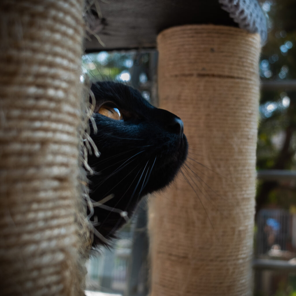 Close-up of a black cat peeking between two beige rope-wrapped posts on a cat tree.
