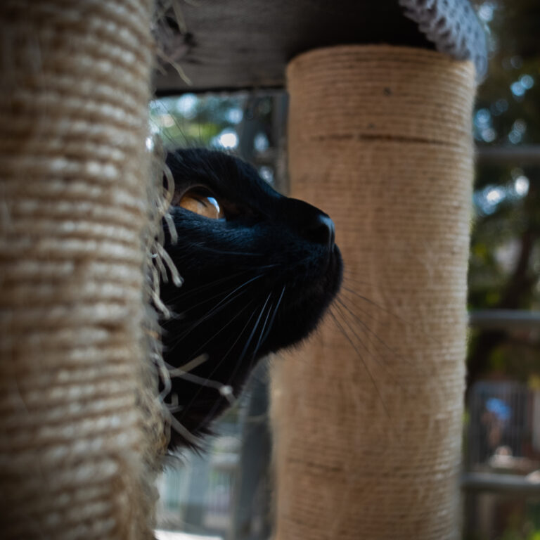 Close-up of a black cat peeking between two beige rope-wrapped posts on a cat tree.
