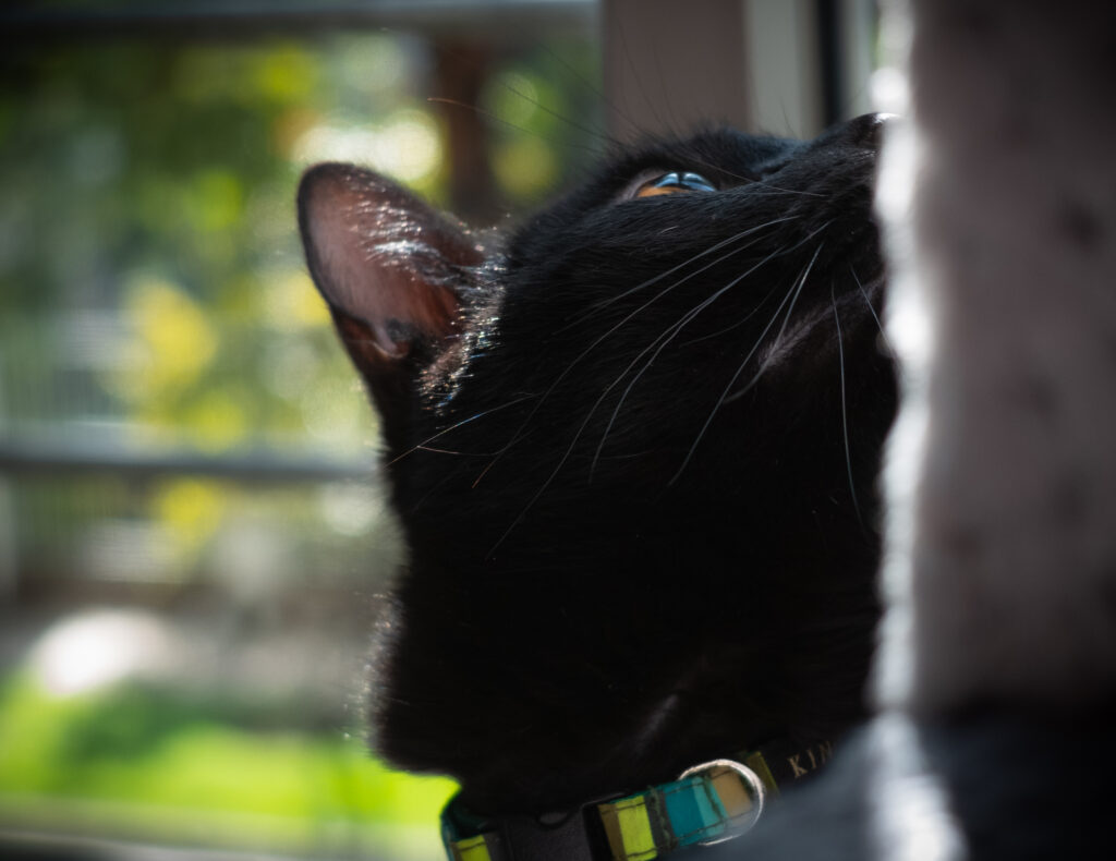 Close-up of a black cat looking upward, showing a blue eye, whiskers, and a striped collar.