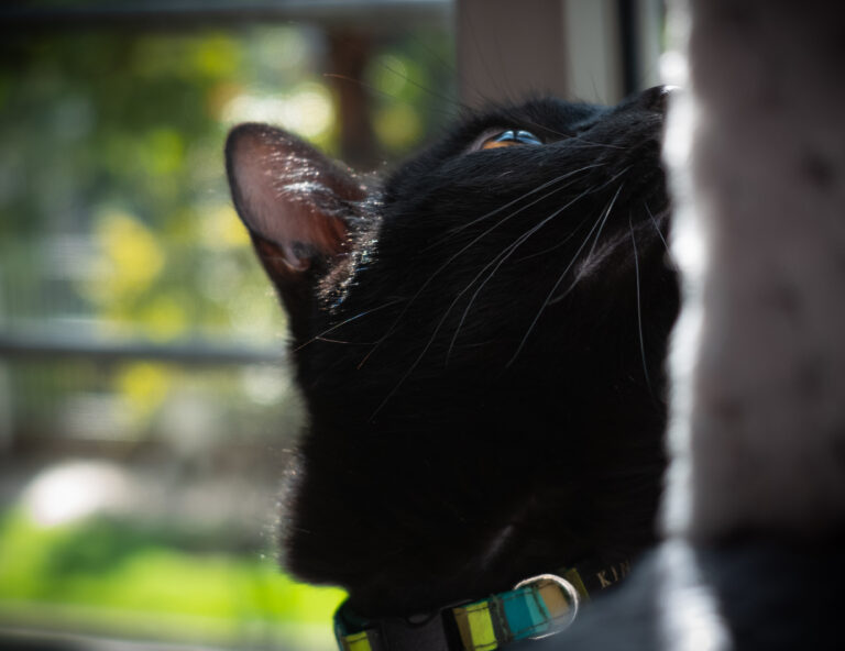 Close-up of a black cat looking upward, showing a blue eye, whiskers, and a striped collar.