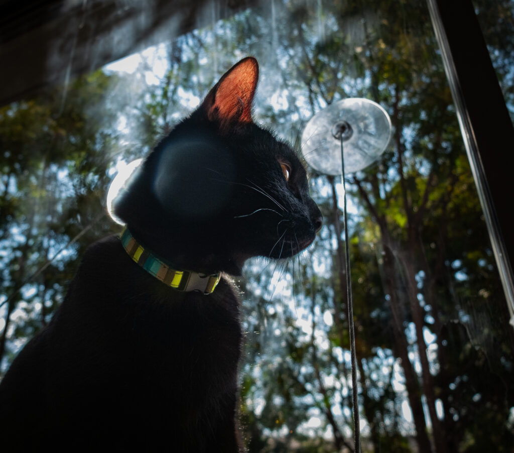 Close-up of a black cat wearing a striped collar, ear lit by sunlight, with trees visible outside a window behind it.
