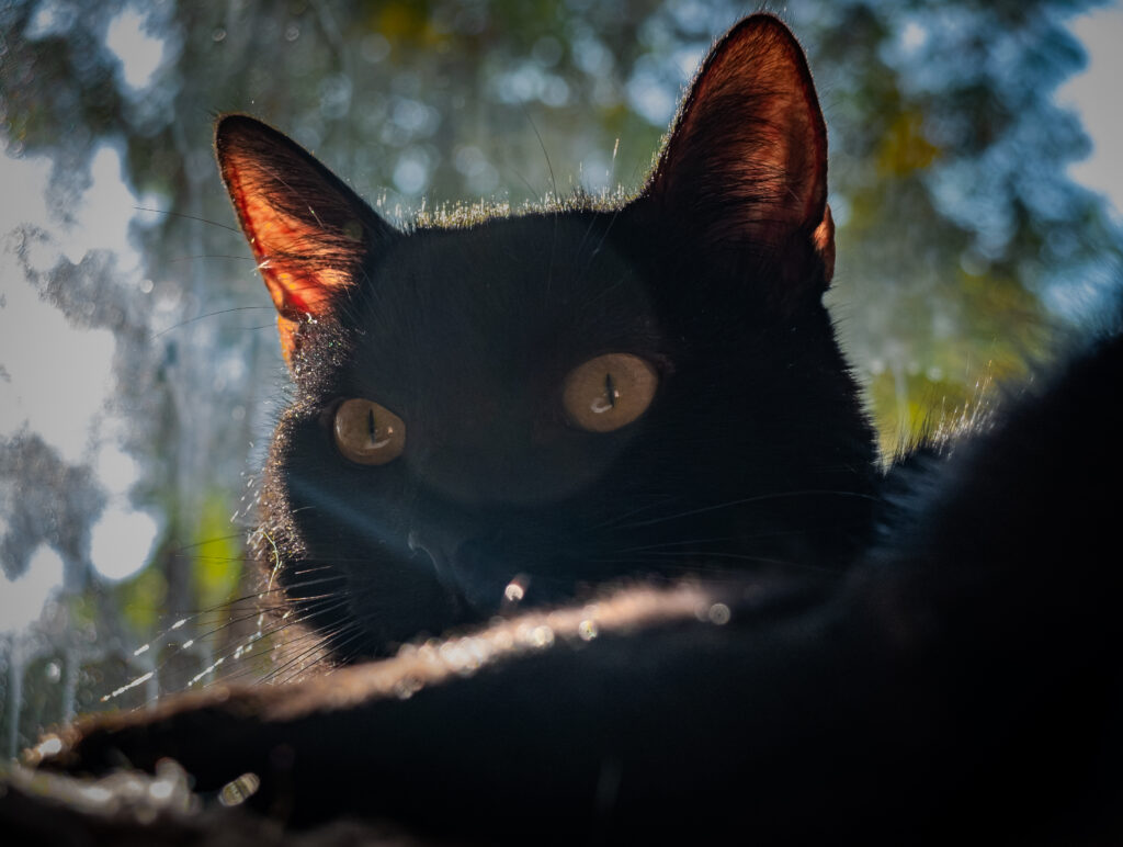 Close-up of a black cat's head with glowing ears and yellow eyes, seen through glass with a sunlit, bokeh-filled background.