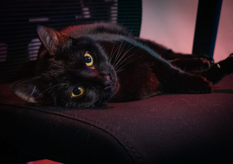 Close-up of a black cat lying on a dark pink couch, with bright yellow eyes visible and whiskers spread out.