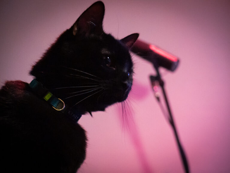 Close-up of a black cat wearing a teal collar, facing left, with pink lighting and a microphone in the background.