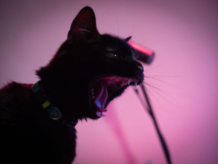 Close-up of a black cat with pink lighting, mouth open and teeth showing, blue collar visible.