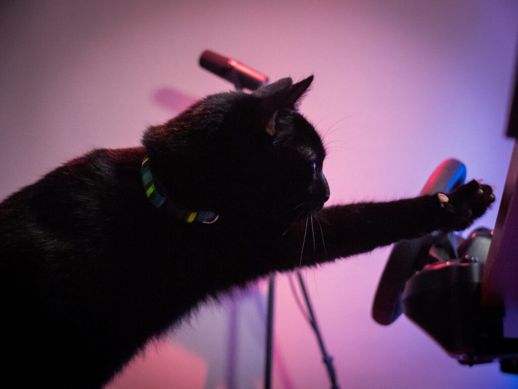 Close-up of a black cat with a colorful collar reaching toward a microphone in a purple-lit room