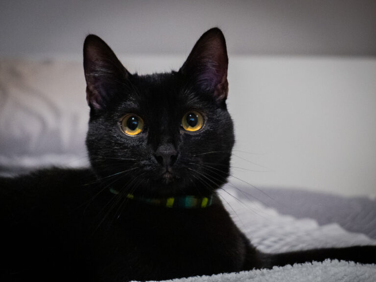 Close-up of a black cat with wide yellow eyes peering over a surface, wearing a green striped collar.