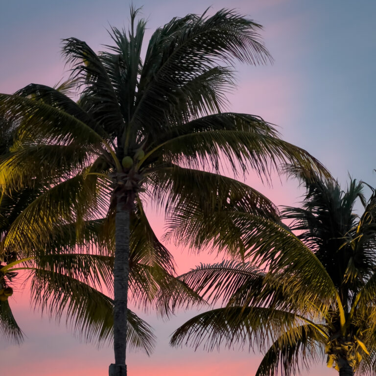 Palm trees silhouette against a pink-orange sunset sky, with fronds swaying in the breeze.