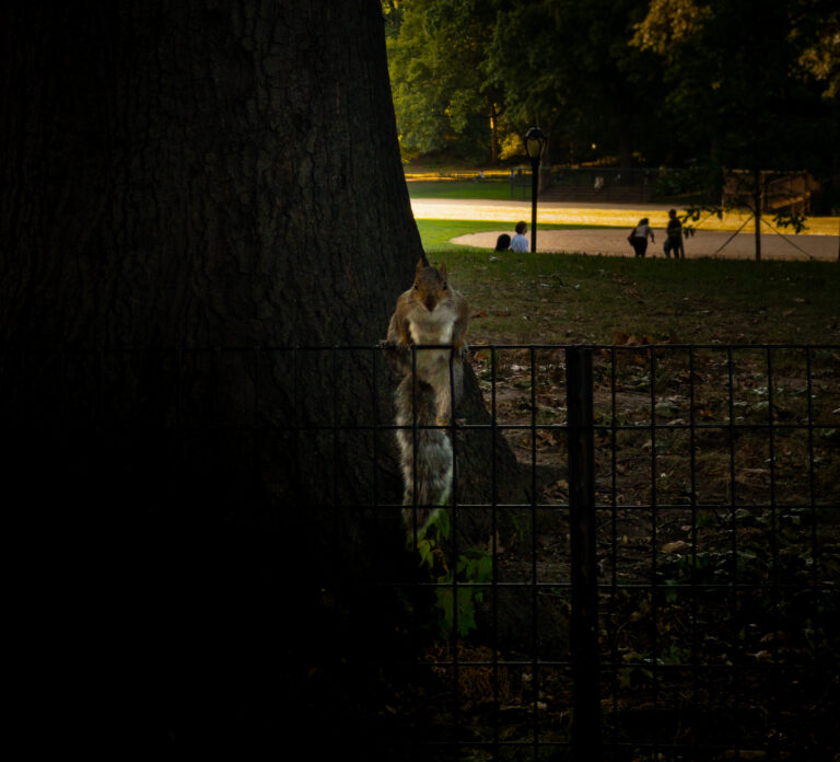 Squirrel perched on a metal fence in a dim park, with a large tree trunk on the left and people walking near a lamppost in the background at dusk.