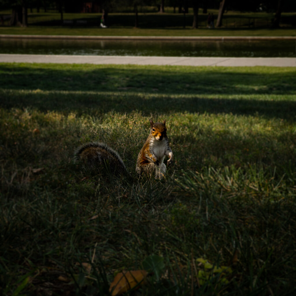 A small fox-like animal sitting in the grass in a dimly lit park with a pond and trees in the background at dusk.