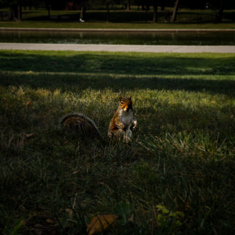 A small fox-like animal sitting in the grass in a dimly lit park with a pond and trees in the background at dusk.