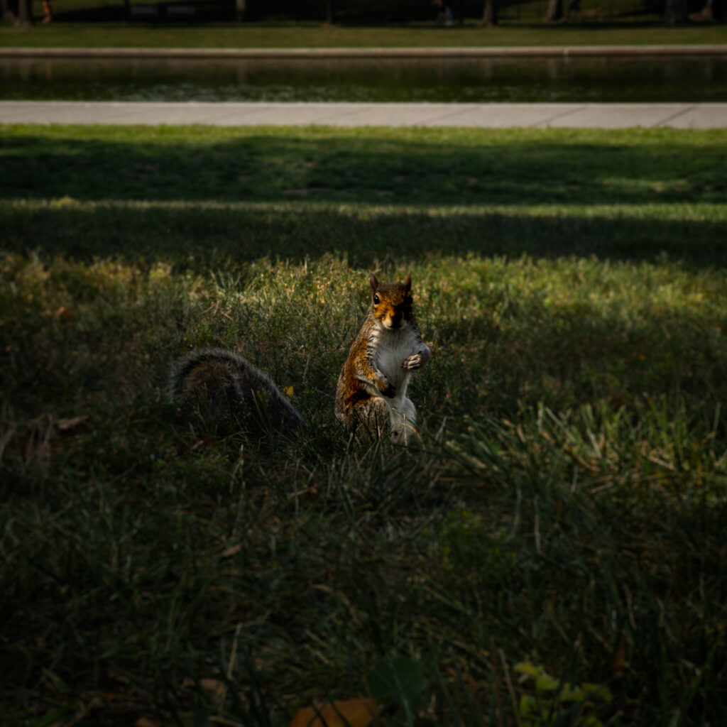 Squirrel standing upright in a grassy park with a water feature in the background.