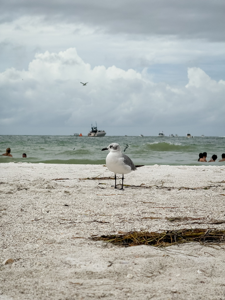 Seagull standing on a sandy beach with waves and distant boats on the horizon under cloudy skies.