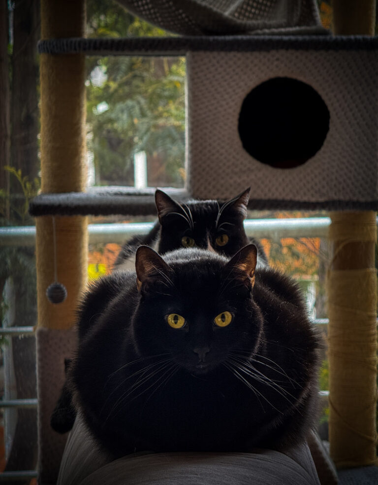 Two black cats perched on a multi-level cat tree by a window, with yellow eyes staring forward.