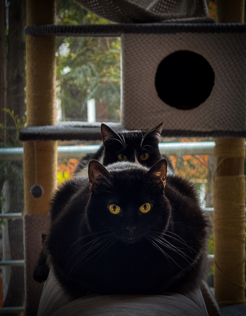 Two black cats perched on a multi-level cat tree by a window, with yellow eyes staring forward.